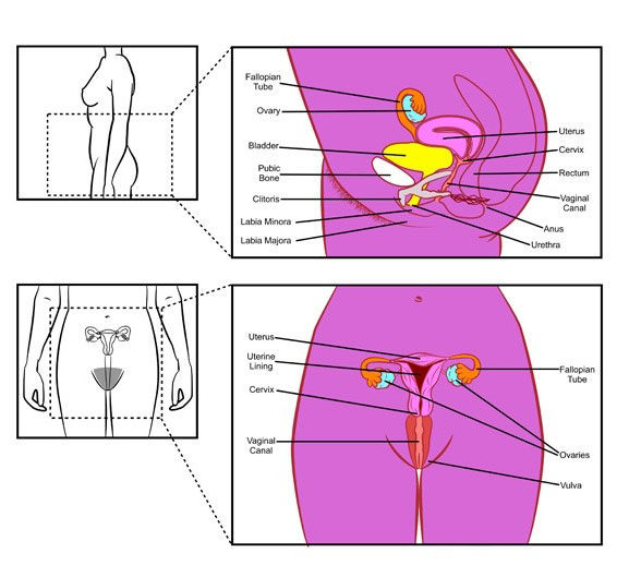 One side view and one front view cartoon diagram of the female reproductive system