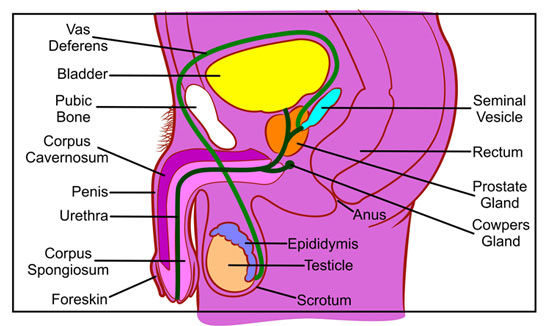 Side view cartoon diagram of the male reproductive system Side view cartoon diagram of the male reproductive system